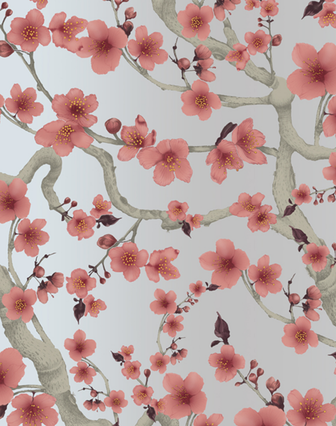 Cherry Blossom Floraison, Peach on White