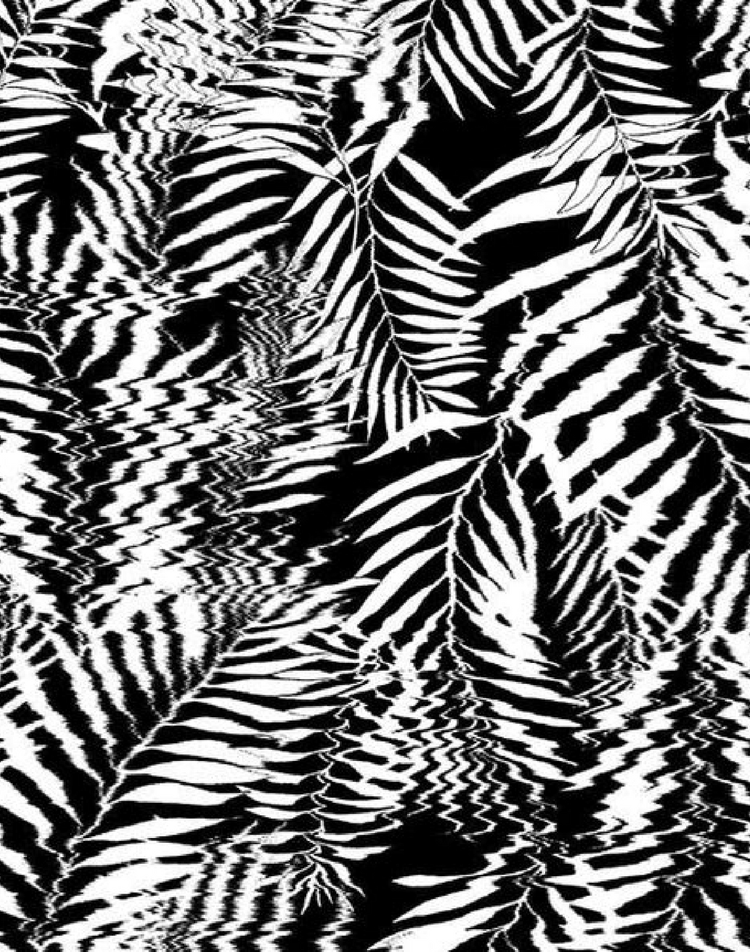 Hazy Palm, Black & White