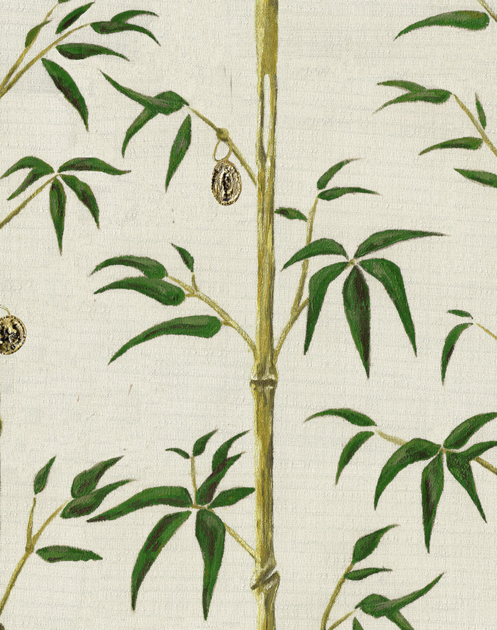 money bamboo plant Money Tree, Bamboo