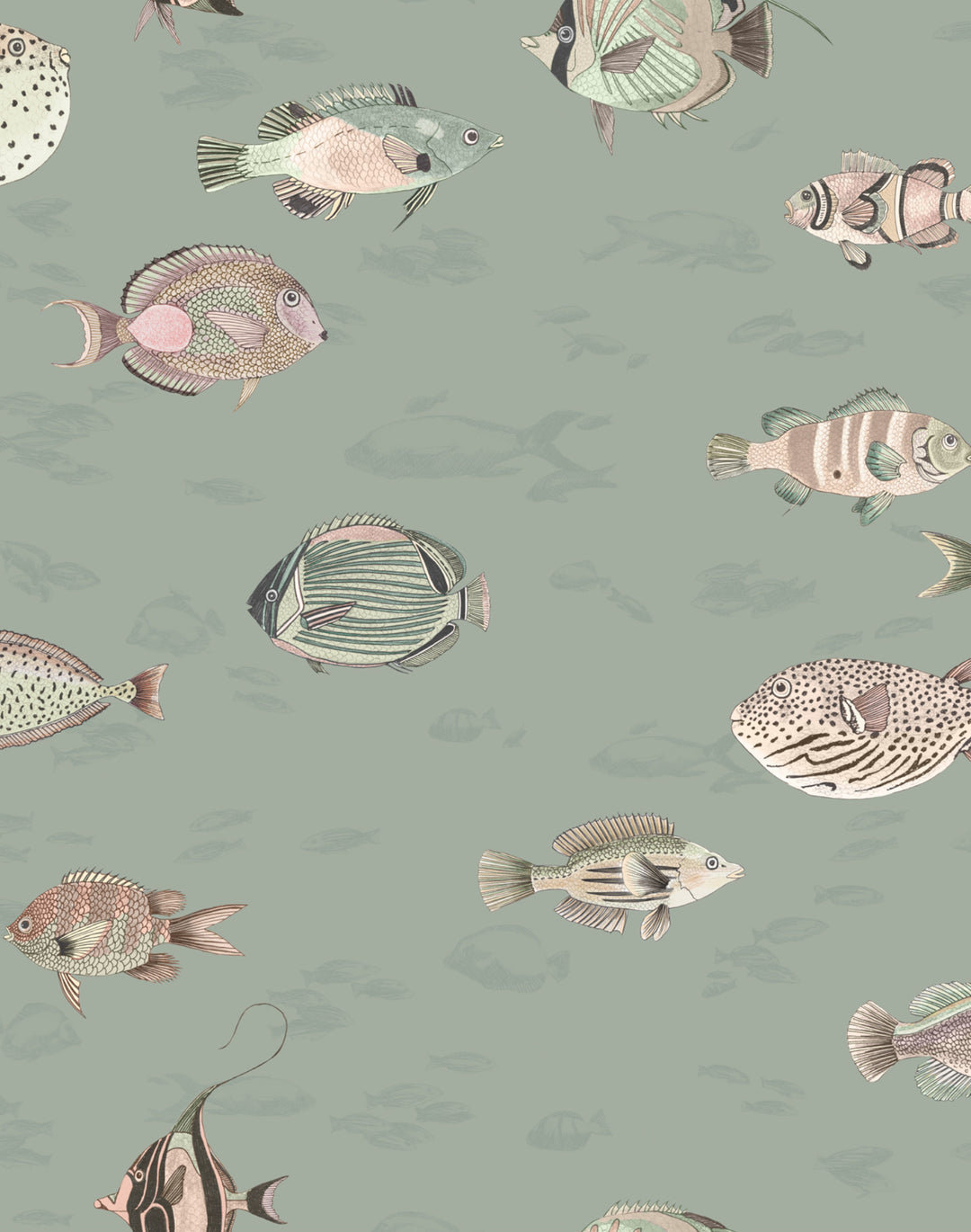 Oceana MAC061