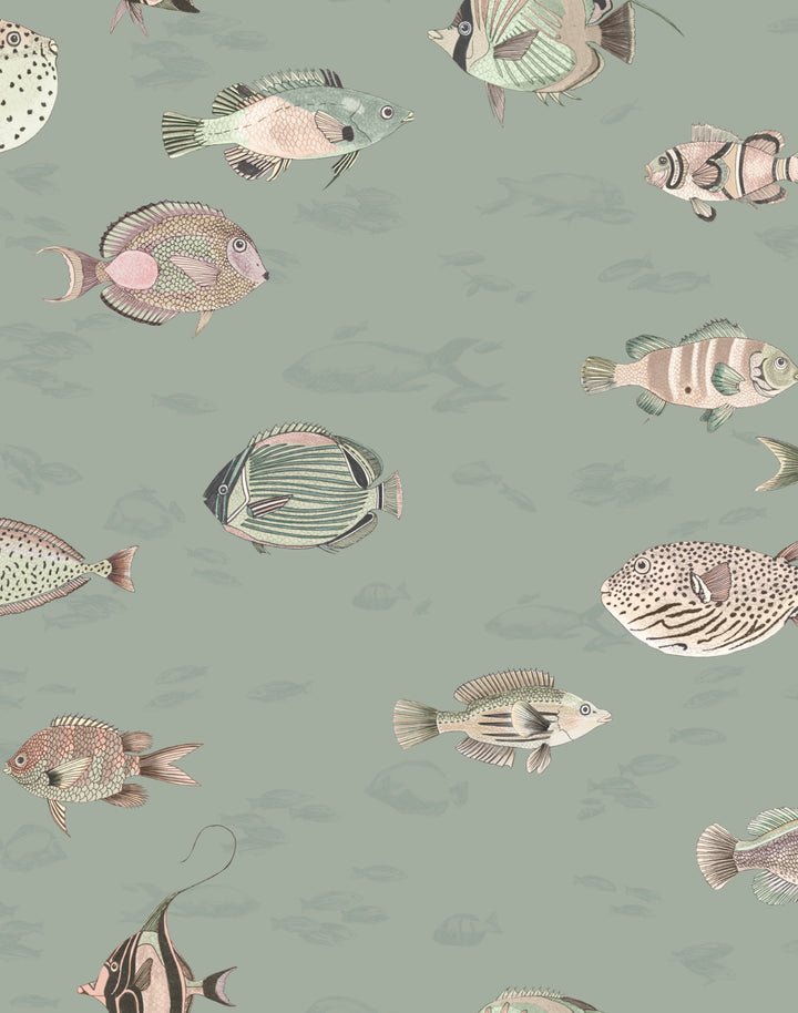 Oceana MAC061