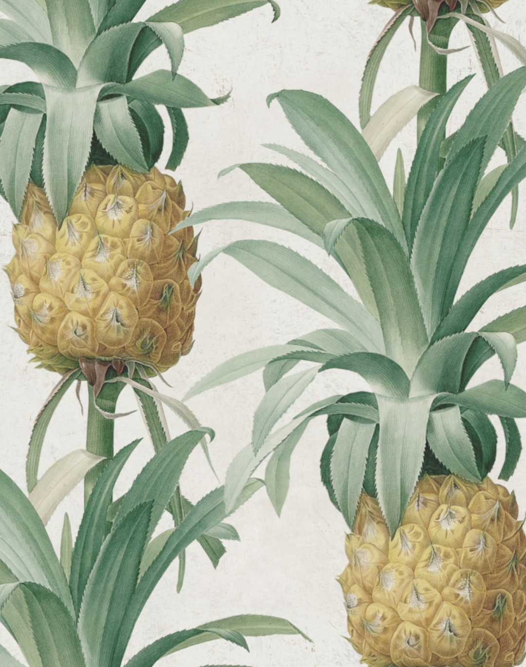 Ananas