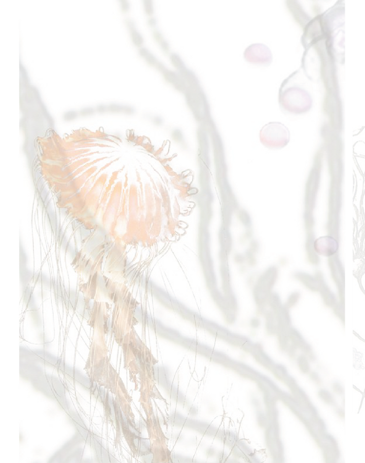 Anemone