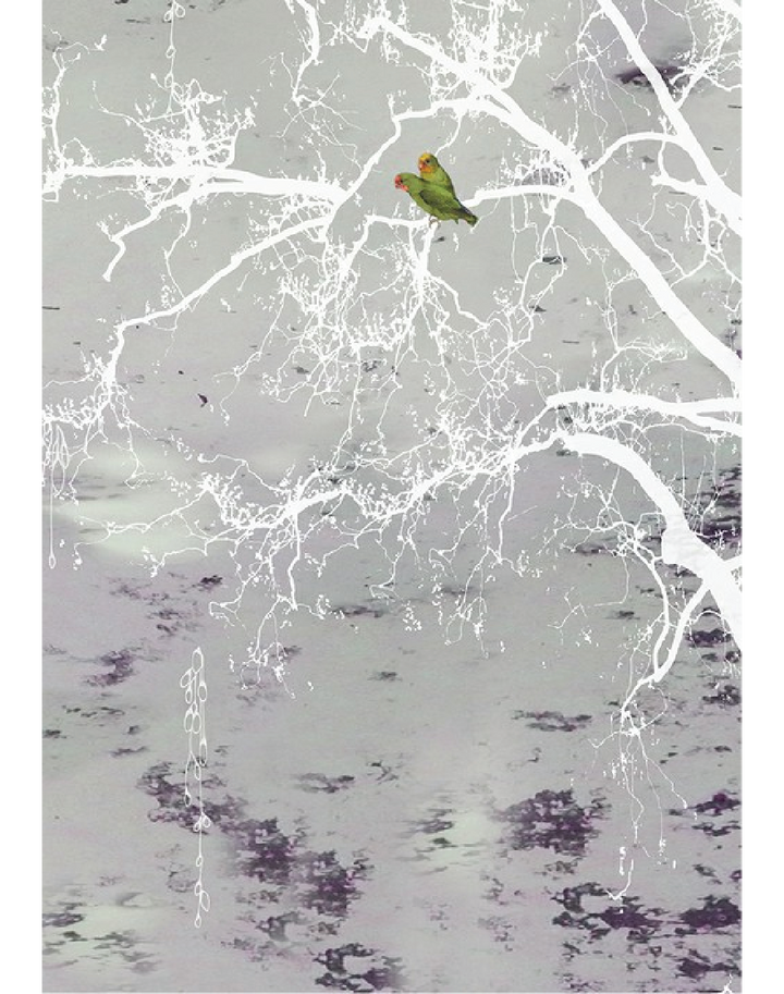 Aurora Borealis