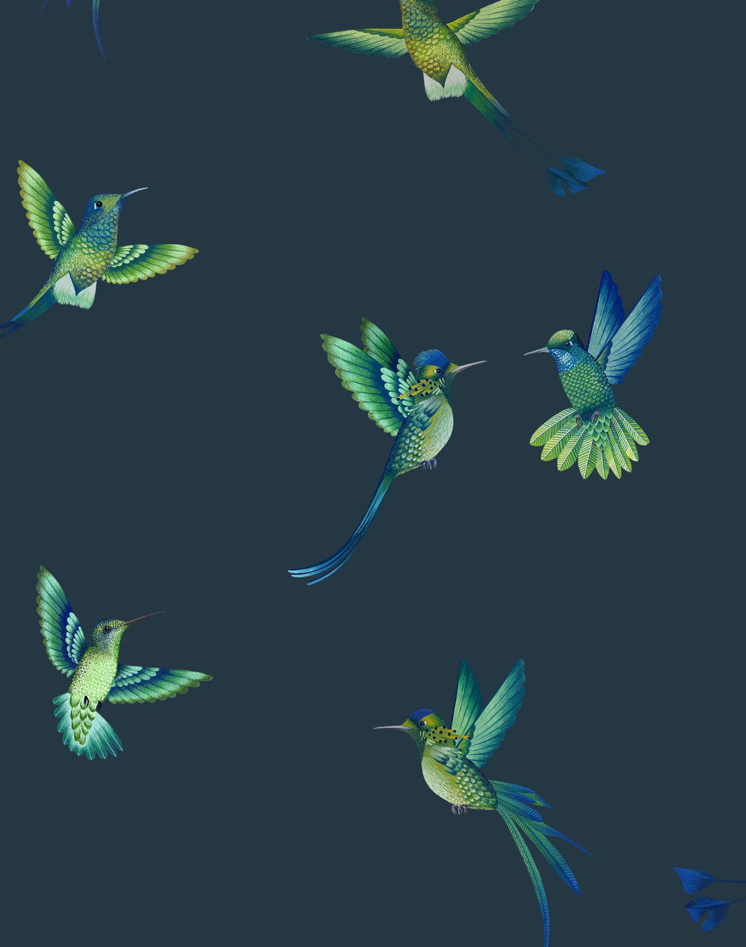 EXOTIC BIRDS MIDNIGHT BLUE