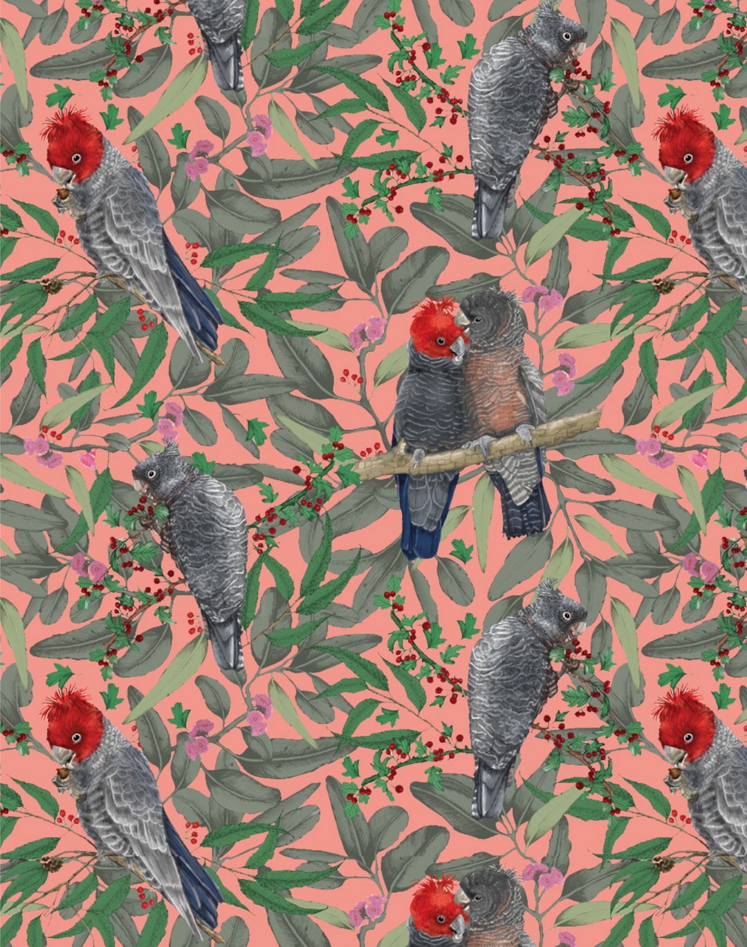 Gang Gang Cockatoo, Red & Burnt Pink