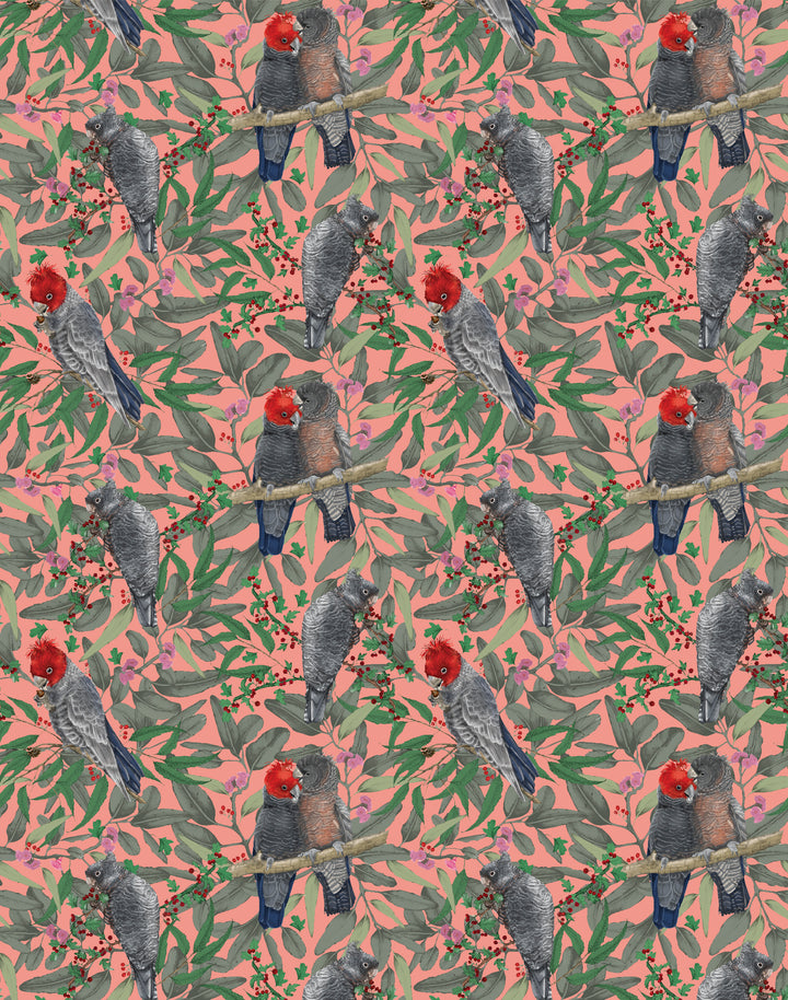 Gang Gang Cockatoo, Red & Burnt Pink