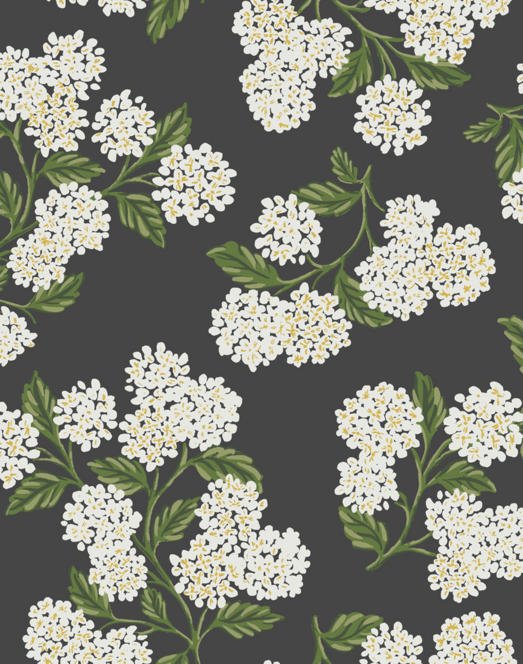 Hydrangea, Black & White RI5146