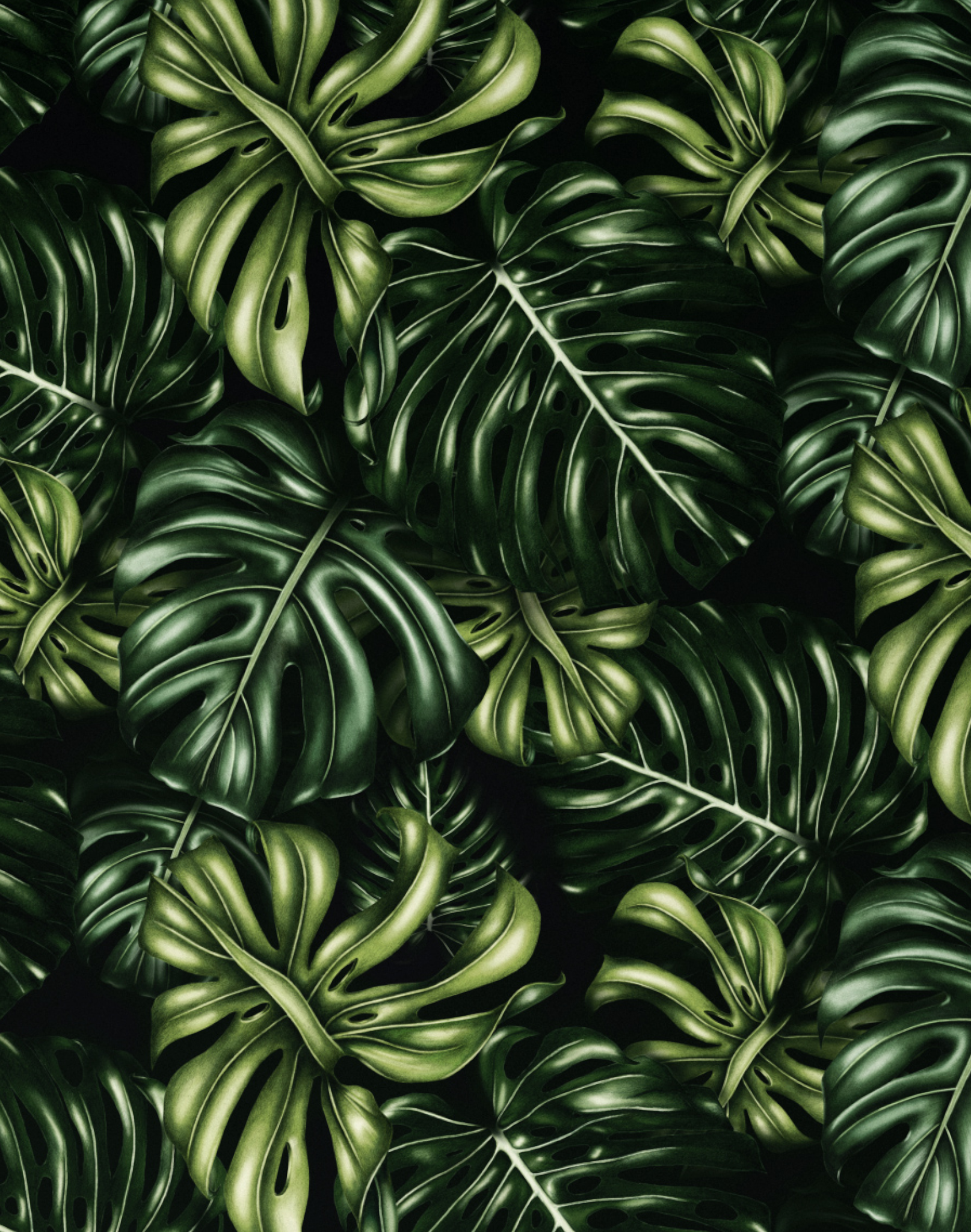 Monstera Deliciosa – The Pattern Collective