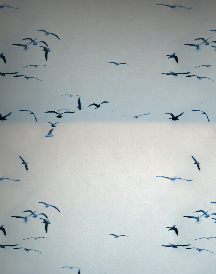Portuguese Seagulls, Ice