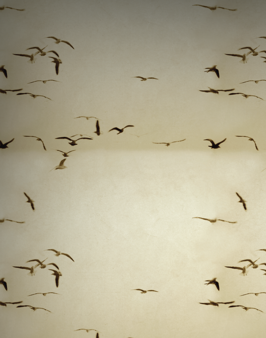 Portuguese Seagulls, Sand