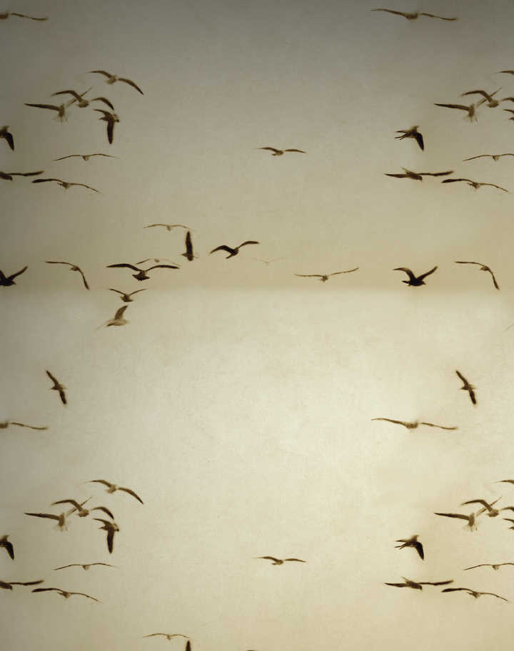 Portuguese Seagulls, Sand