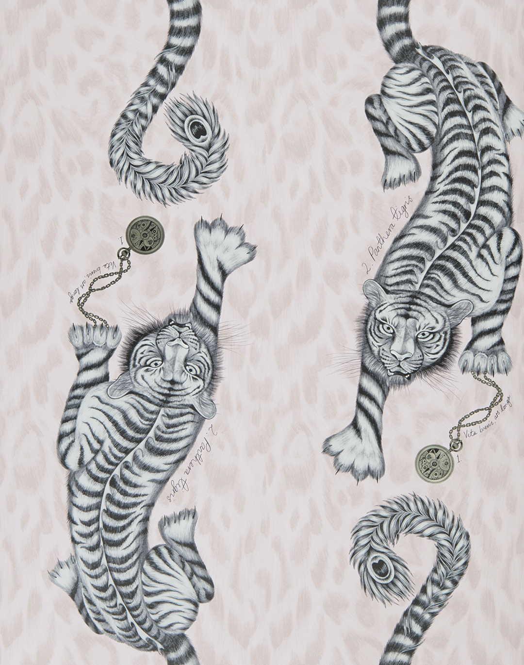 Tigris, Pink W0105-04