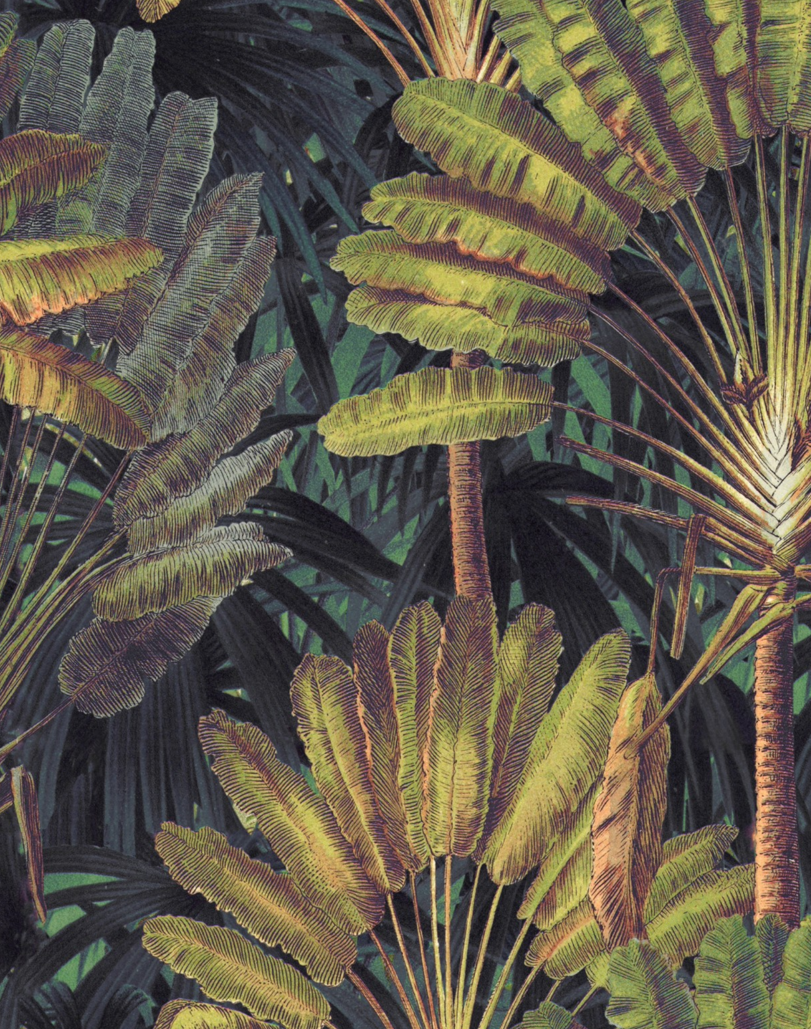 Ravenala madagascariensis - Useful Tropical Plants