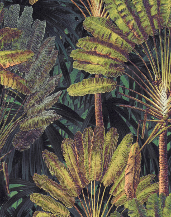 Travellers Palm, Sunset