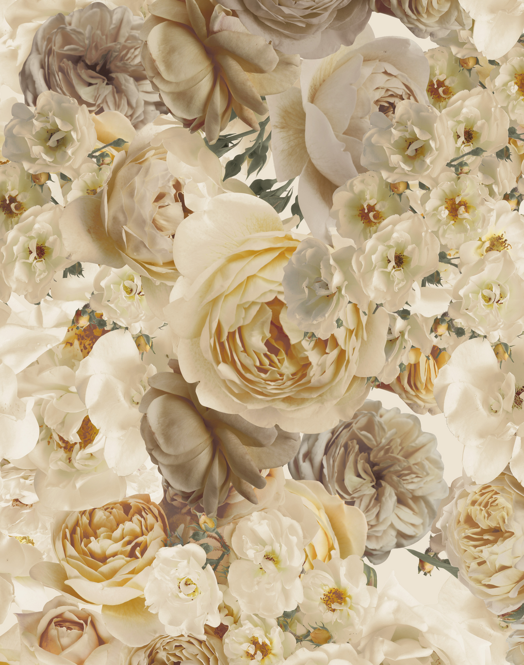 Antique Rose