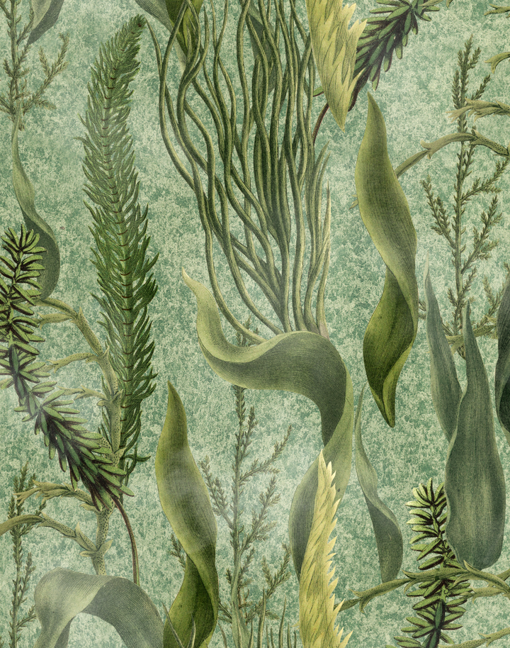 Aquatic Plants