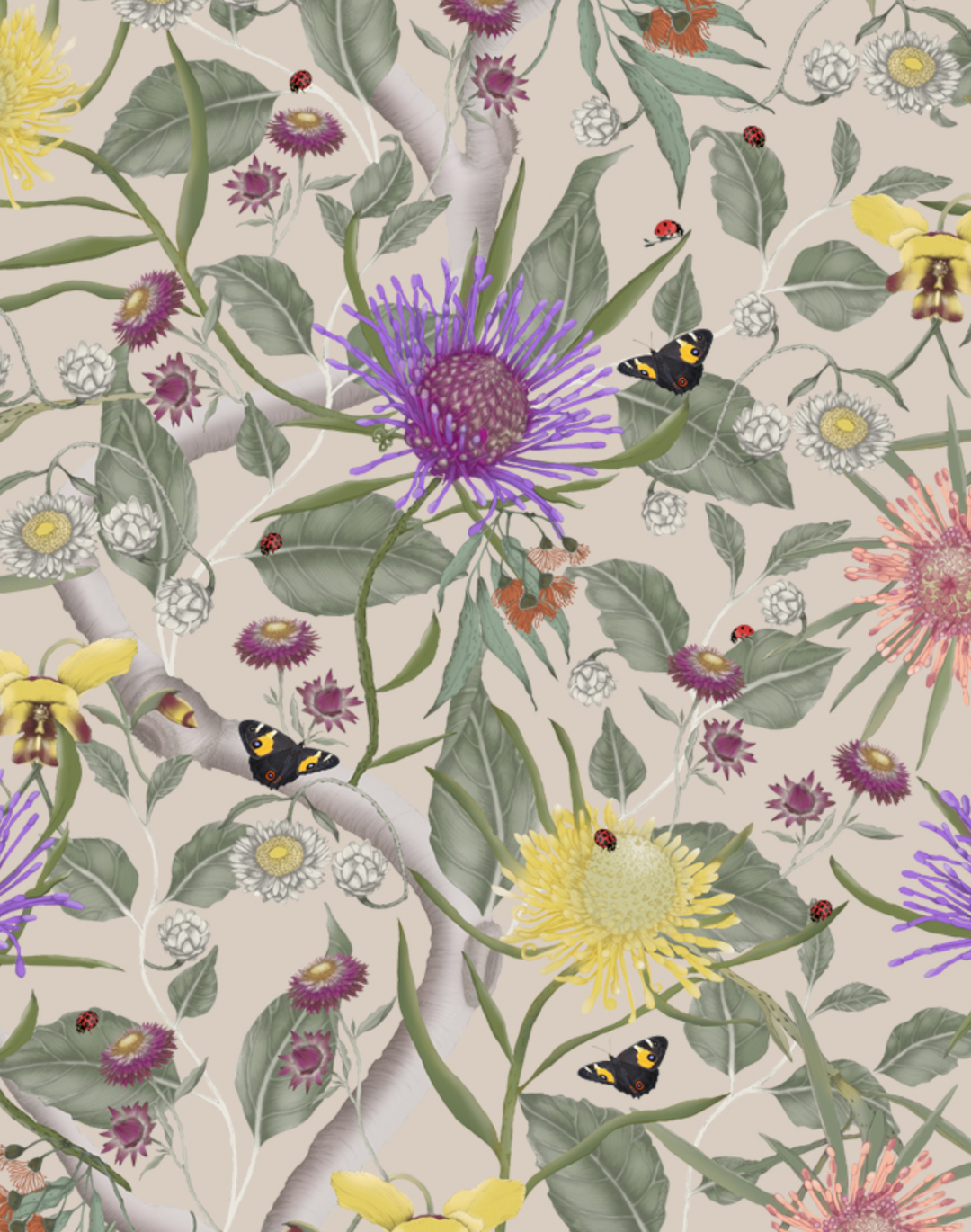Australian Wildflowers, Piglet Pink