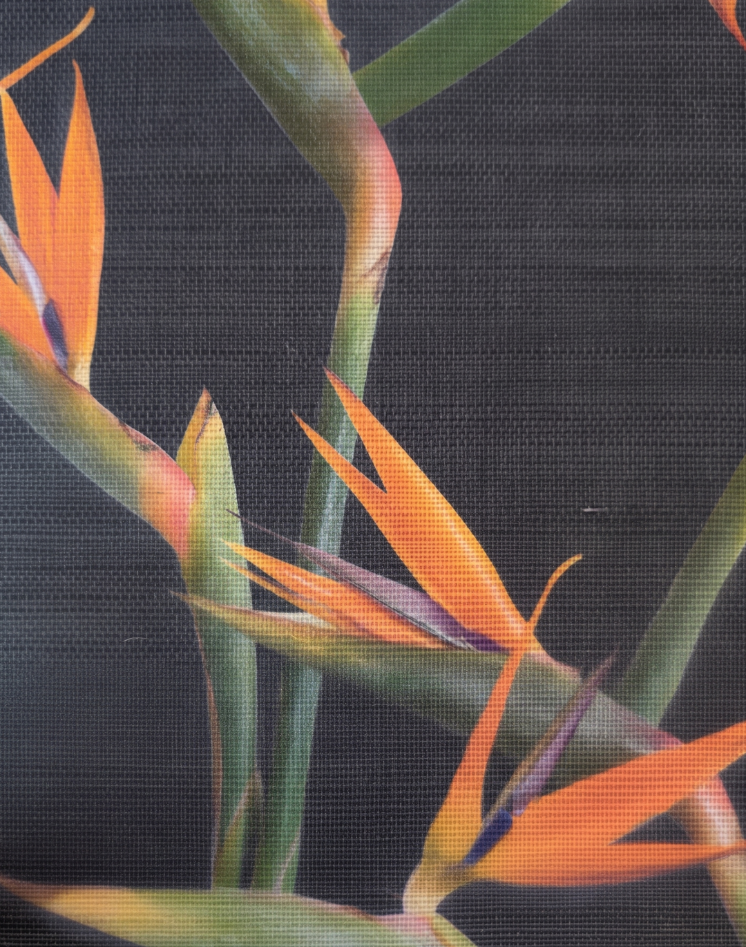 Bird of Paradise Grasscloth, Noir