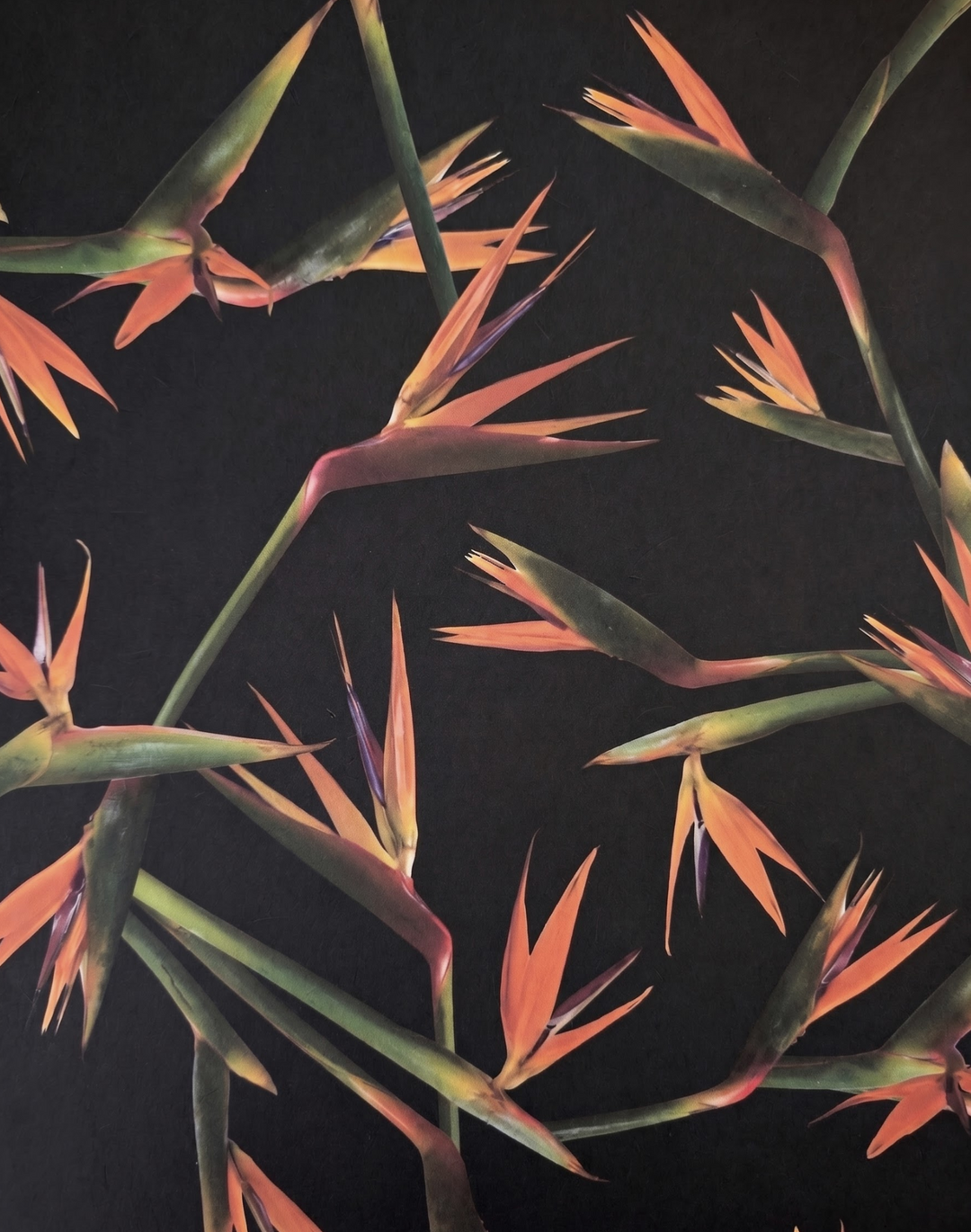 Bird of Paradise, Noir