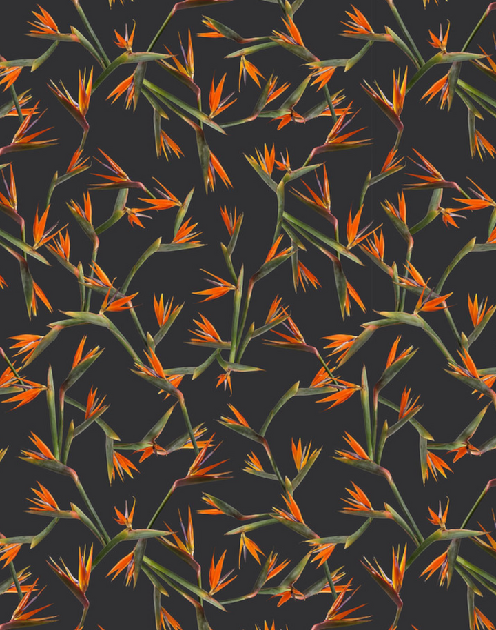 Bird of Paradise, Noir