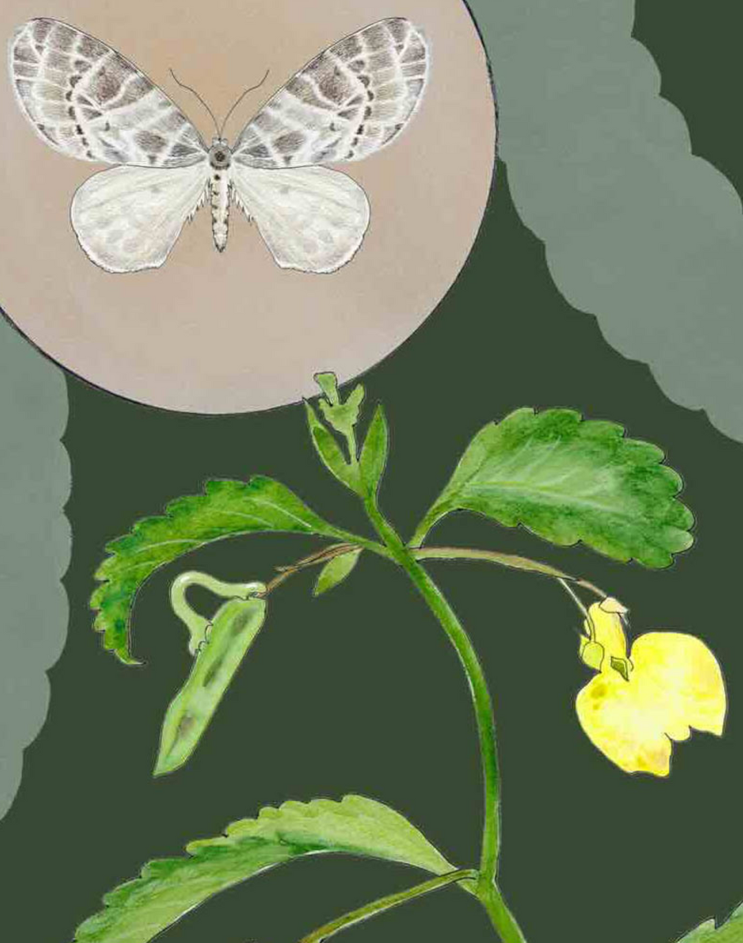 Borrowdale Balsam, Forest Fawn