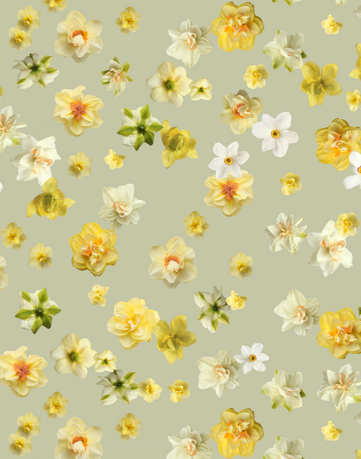 Daffodil, Apple Green