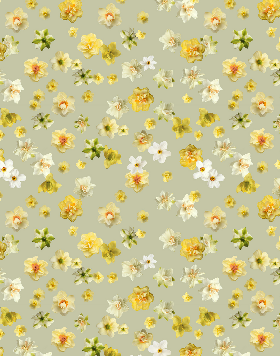 Daffodil, Apple Green