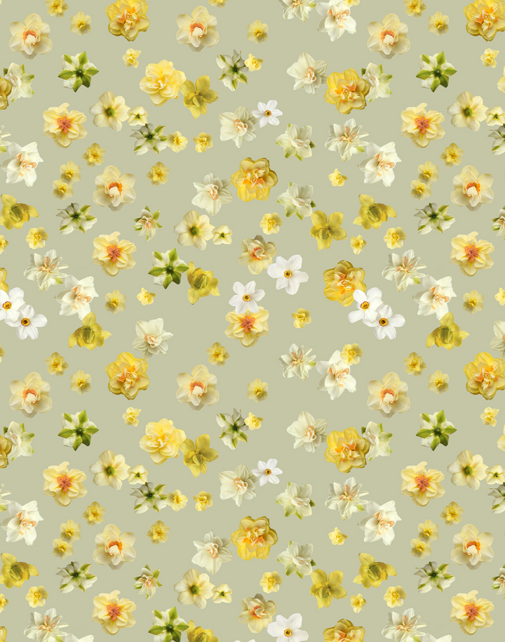 Daffodil, Apple Green