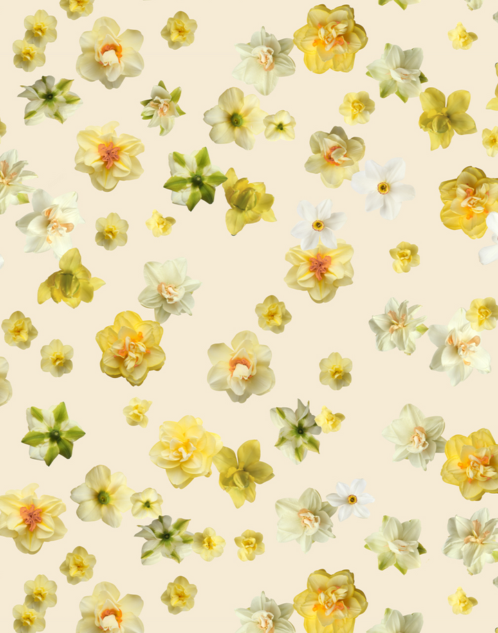 Daffodil, Golden