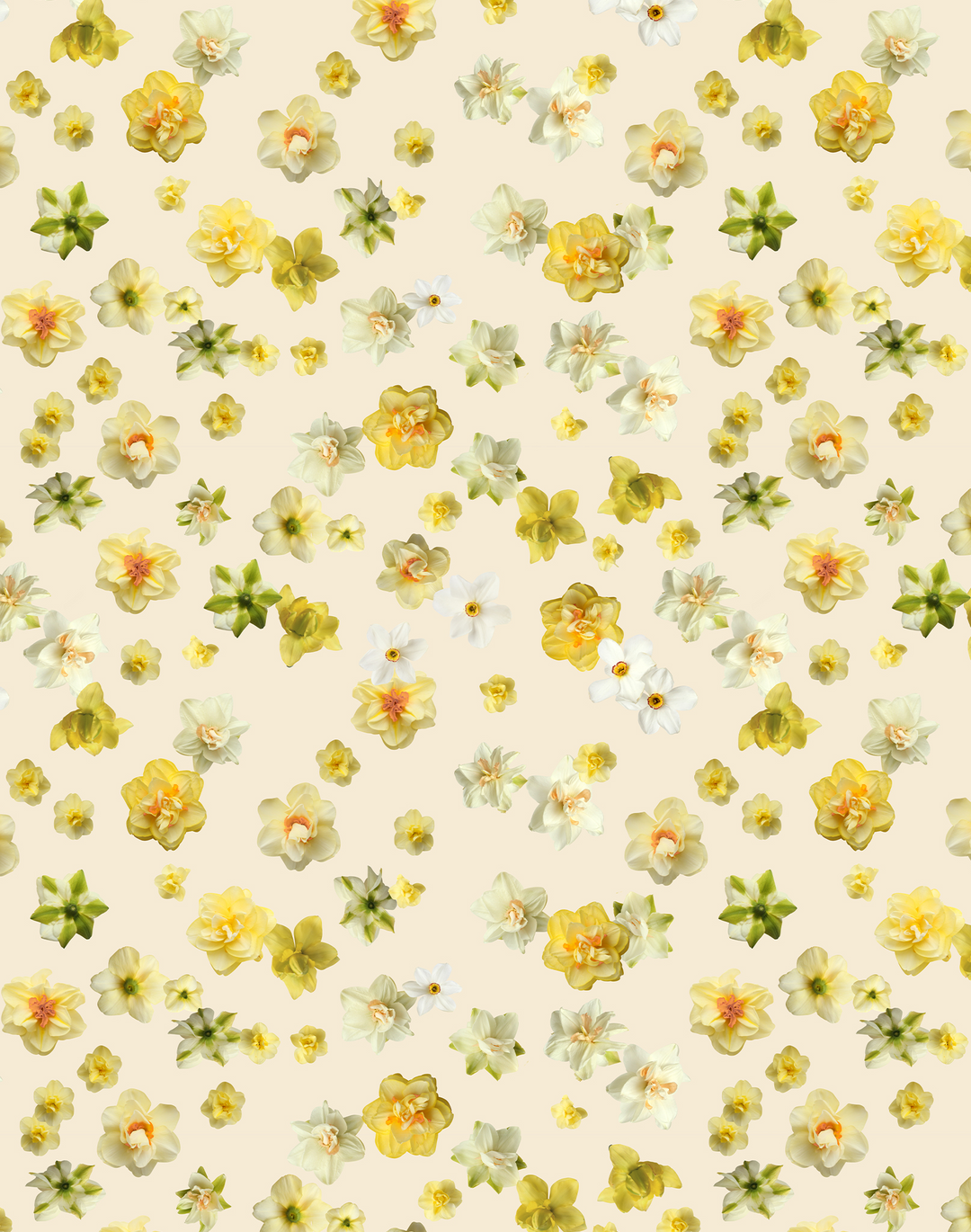 Daffodil, Golden