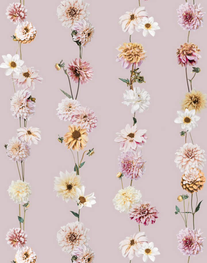 Dahlia Garden, Blush