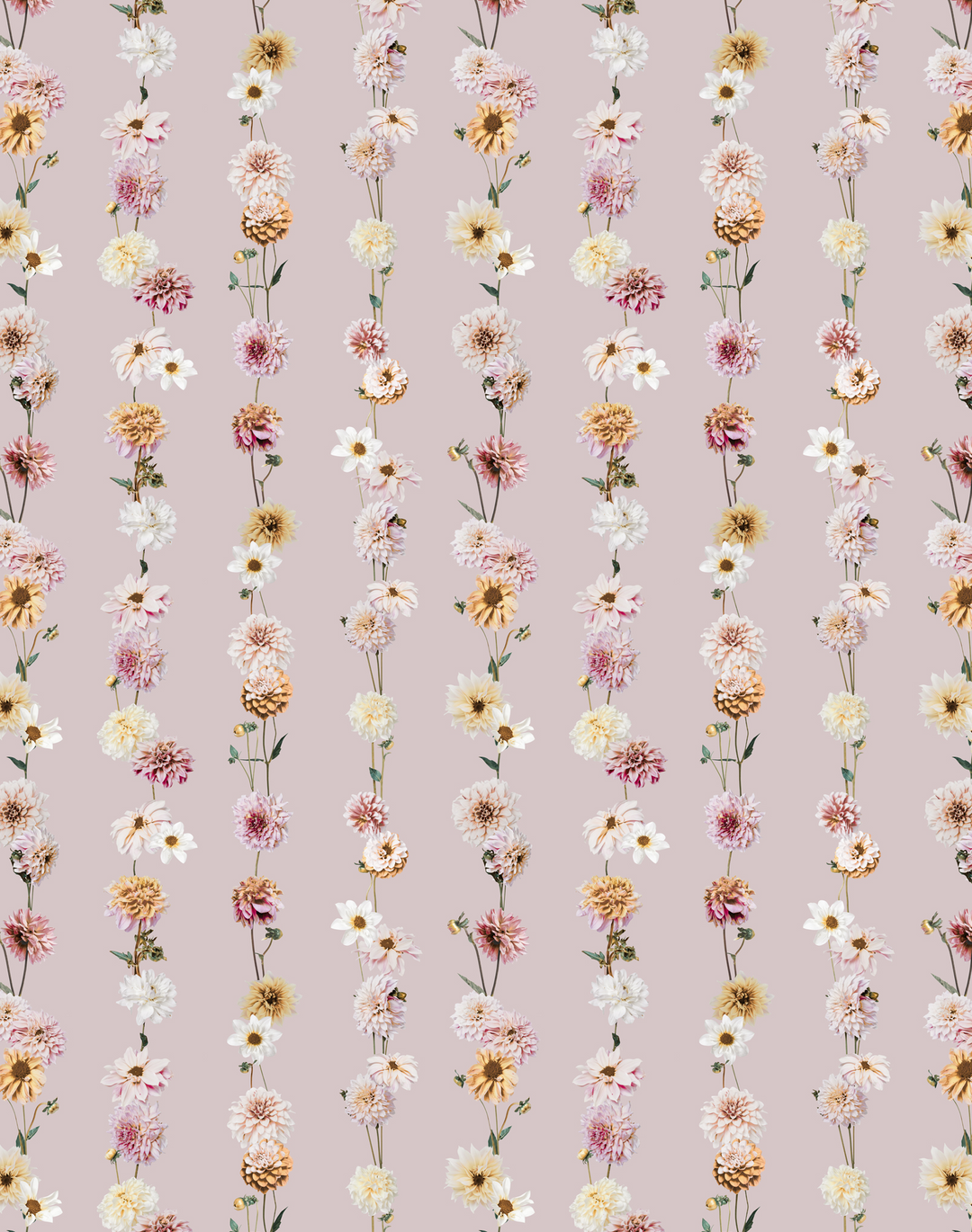 Dahlia Garden, Blush