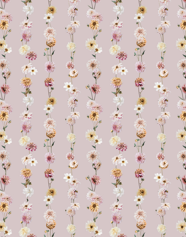 Dahlia Garden, Blush
