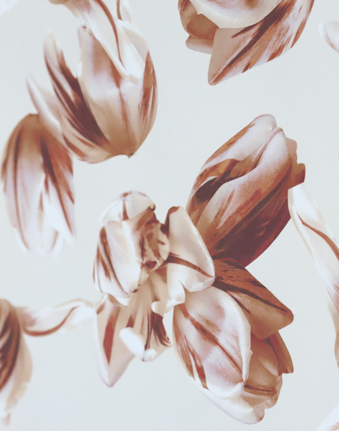 Flaming Tulip, Antique