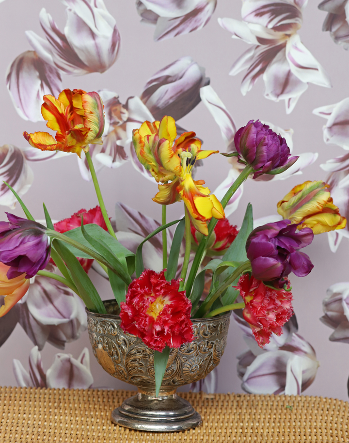 Flaming Tulip, Fig