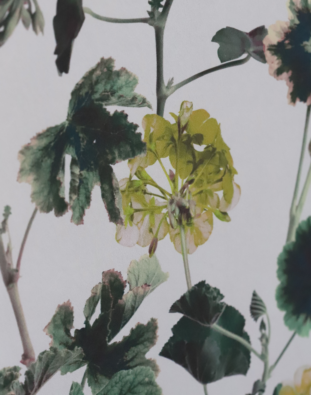 Geranium, Golden
