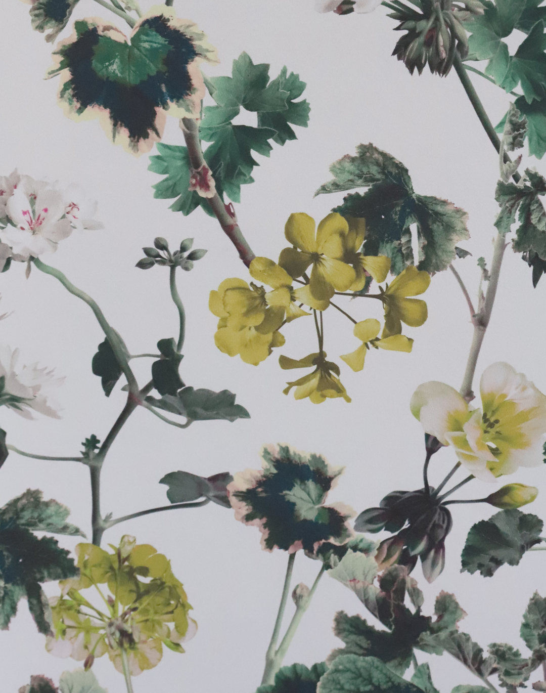 Geranium, Golden