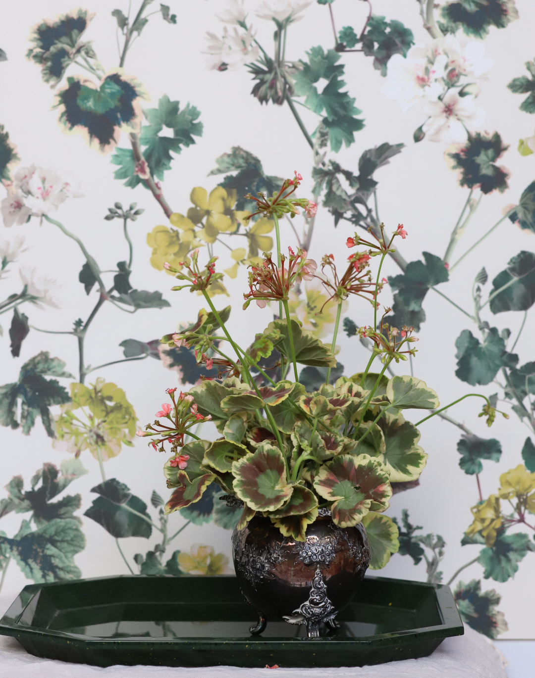 Geranium, Golden