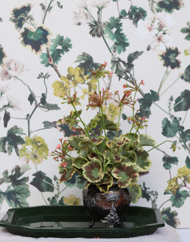 Geranium, Golden