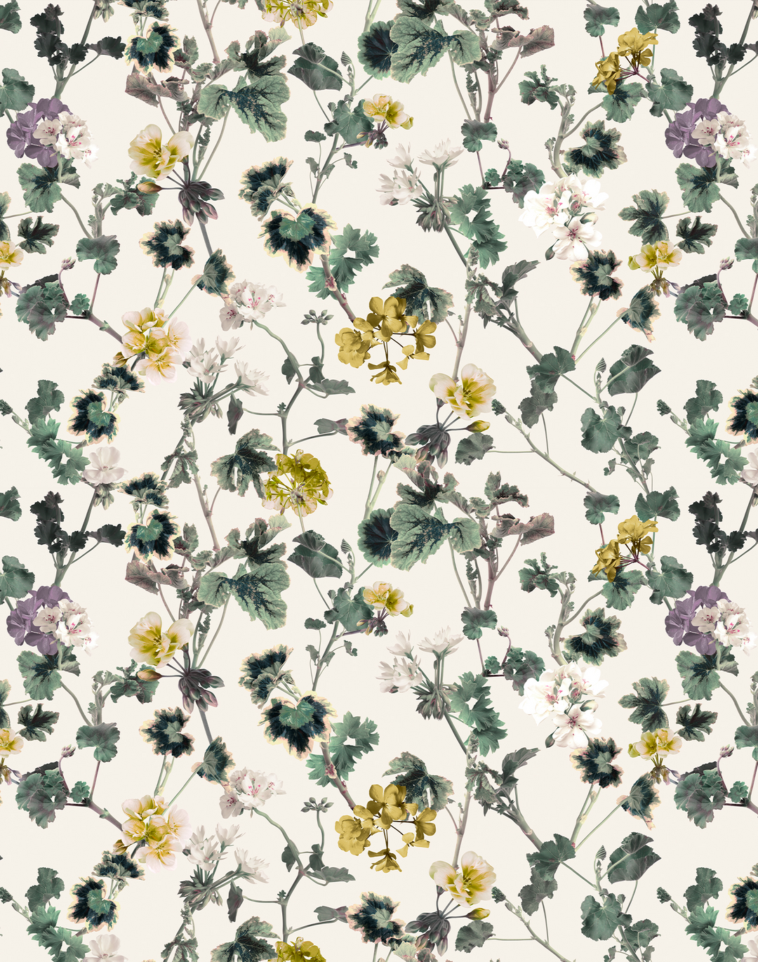 Geranium, Golden