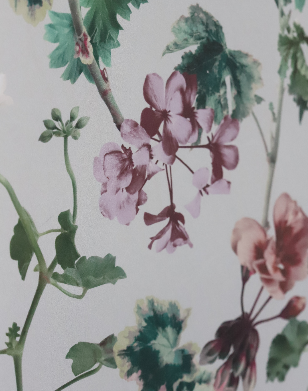 Geranium, Mint