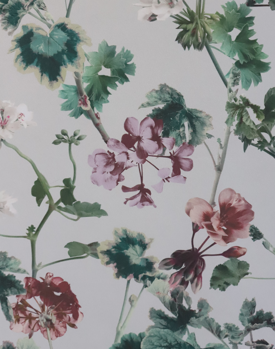Geranium, Mint
