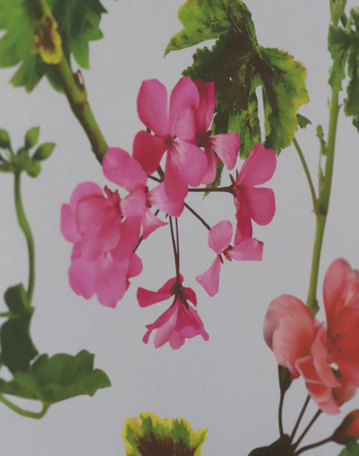 Geranium, Natural