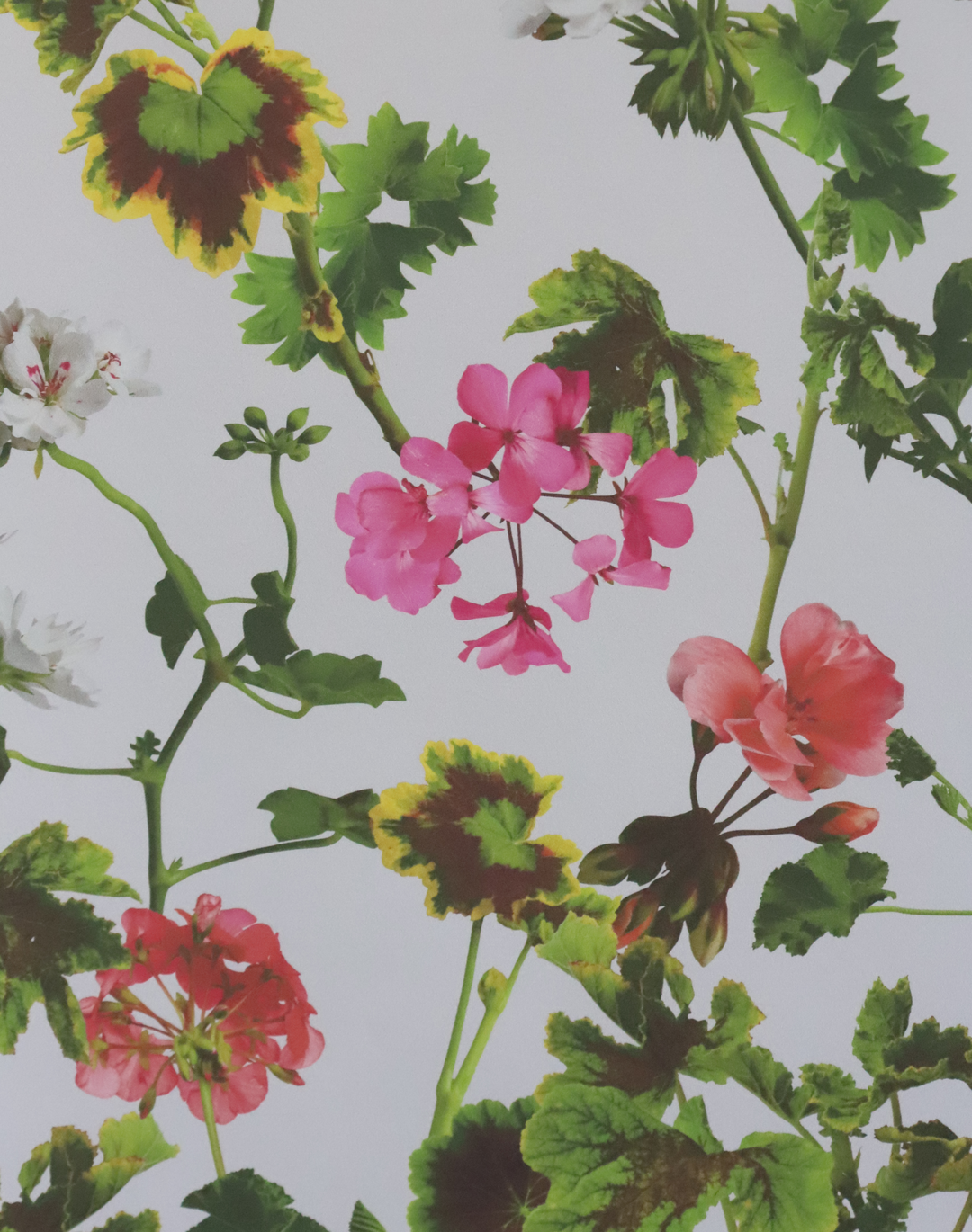 Geranium, Natural