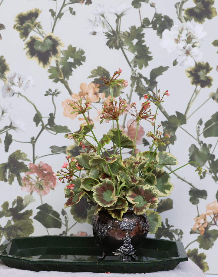 Geranium, Terracotta