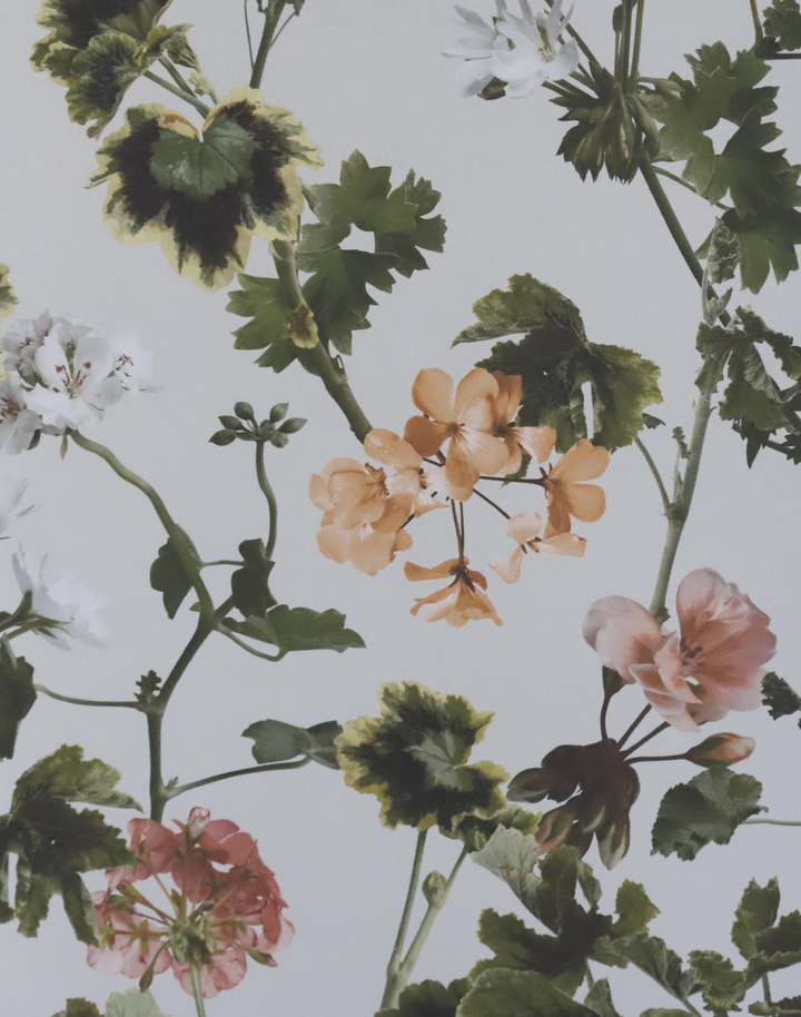 Geranium, Terracotta
