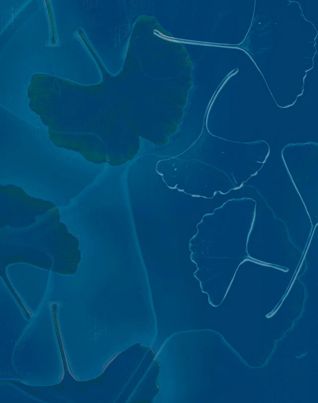 Ginkgo Dream, Cerulean