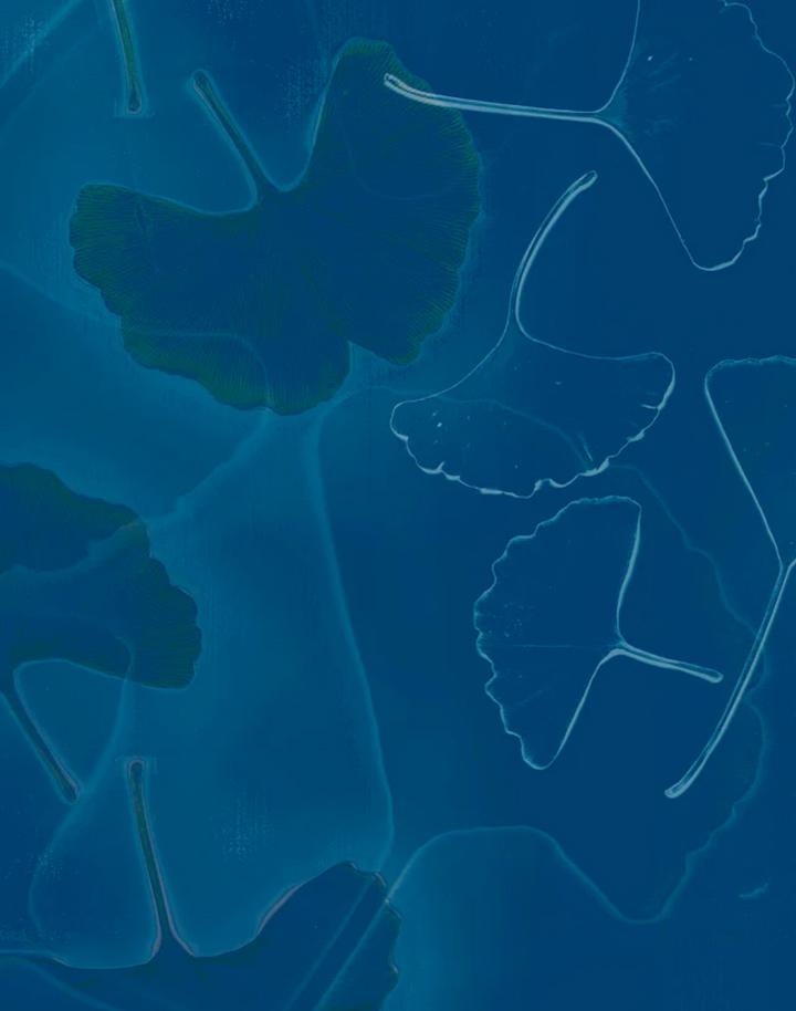 Ginkgo Dream, Cerulean