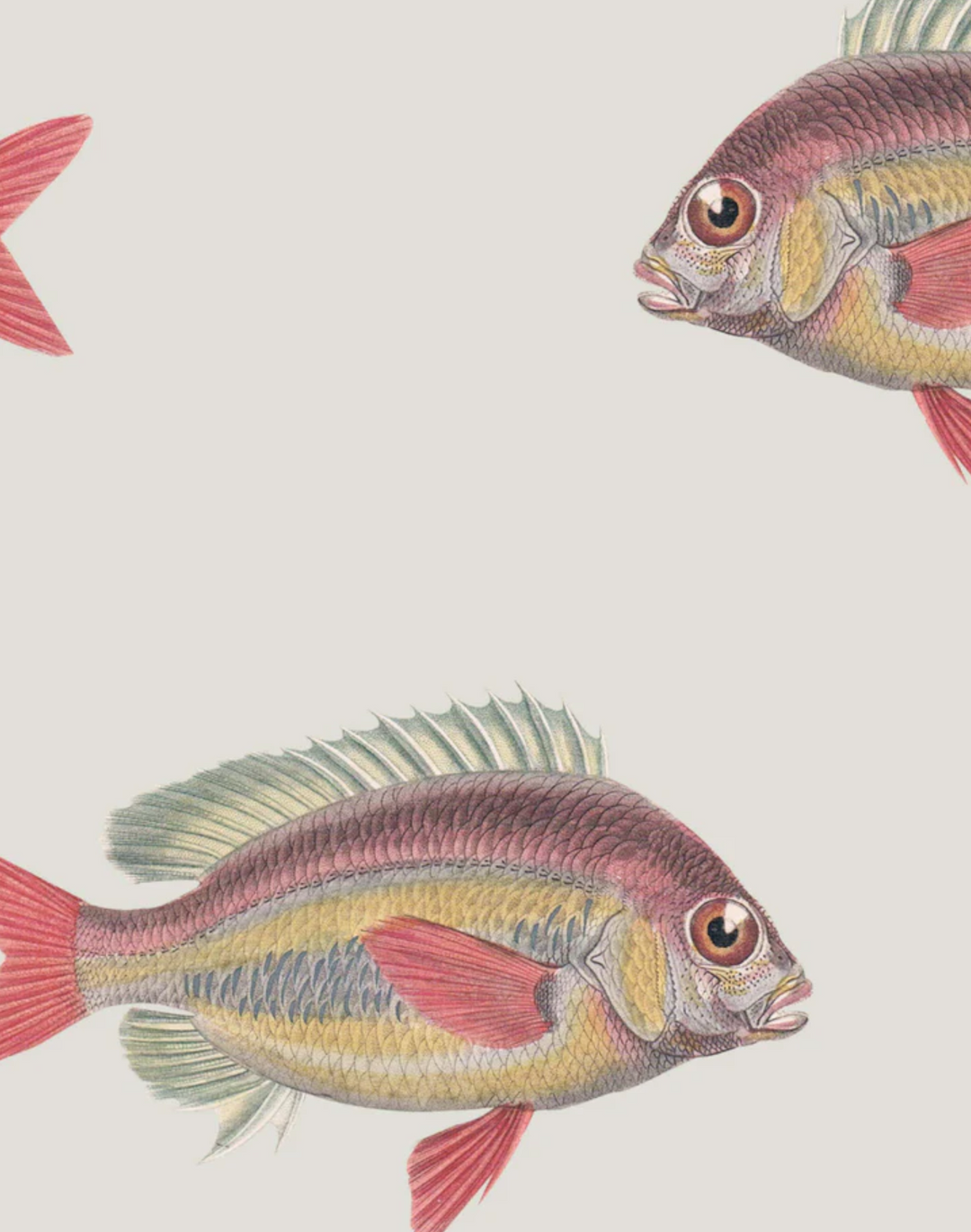 Going Swimmingly, Cream